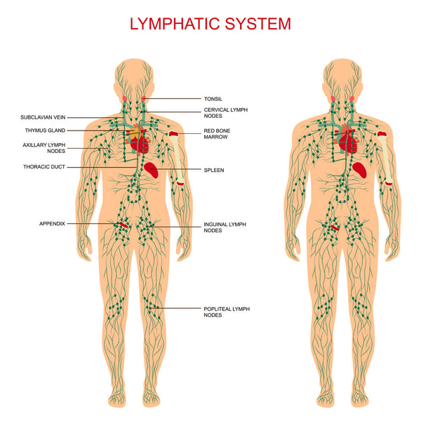 How Long Should You Jump on Trampoline for Lymphatic Drainage